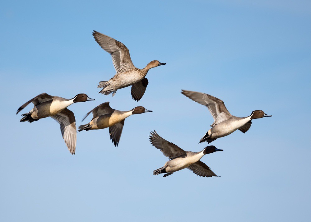 Four male and one female northern pintails during a courtship flight at the Llano Seco Unit of the Sacramento National Wildlife Refuge Complex in Butte County, California by Frank Schulenberg is licenses under CC BY-SA 4.0.
